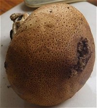 Scleroderma areolatum MykoGolfer
