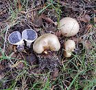 Scleroderma bovista MykoGolfer