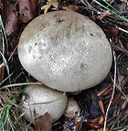 Scleroderma bovista MykoGolfer
