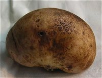 Scleroderma bovista © MykoGolfer