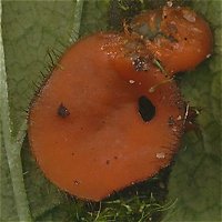 Scutellinia  MykoGolfer