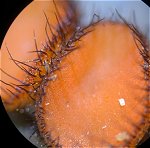 Scutellinia scutellata MykoGolfer