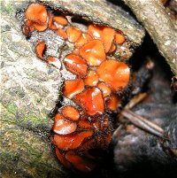 Scutellinia scutellata MykoGolfer