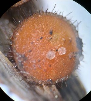 Scutellinia scutellata MykoGolfer