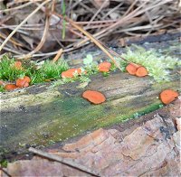 Scutellinia MykoGolfer