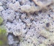 Sistotrema brinkmanii MykoGolfer