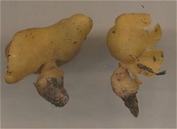 Sowerbyella radicatum MykoGolfer