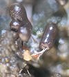 Steminotopsis typhina MykoGolfer