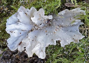 Stereopsis reidii MykoGolfer