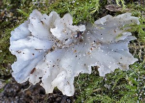 Stereopsis reidii  MykoGolfer