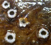 Stictis stellata MykoGolfer