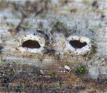 Stictis stellata MykoGolfer