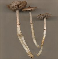 Stropharia inuncta  MykoGolfer