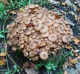 Stump MykoGolfer
