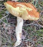 Suillus bovinus  MykoGolfer