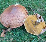 Suillus luteus MykoGolfer