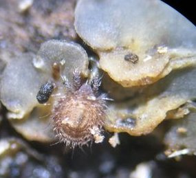 Tapesia lividofusca MykoGolfer
