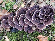 Thelephora terrestris MykoGolfer
