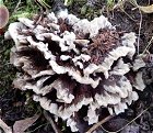 Thelephora terrestris MykoGolfer