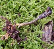 Tolypocladium ophioglossoides MykoGolfer