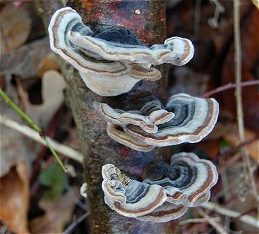 Trametes versicolor MykoGolfer