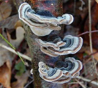 Trametes versicolor  MykoGolfer