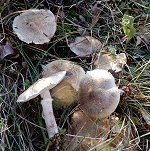 Tricholoma cingulatum MykoGolfer