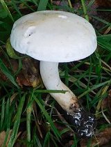 Tricholoma lascivum MykoGolfer