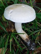 Tricholoma lascivum  MykoGolfer