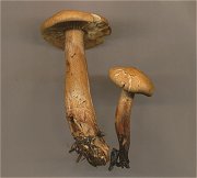 Tricholoma psammopus MykoGolfer