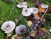 Tricholoma scalpturatum  MykoGolfer