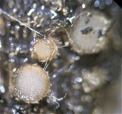 Trichophaea species MykoGolfer