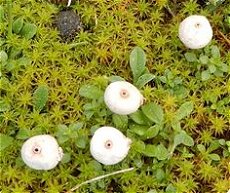 Tulostoma brumale MykoGolfer