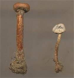 Tulostoma brumale and melanocyclum MykoGolfer