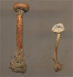 Tulostoma brumale and melanocyclum  MykoGolfer