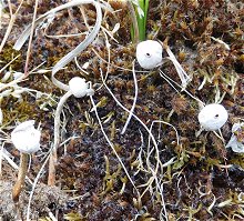 Tulostoma brumale  MykoGolfer