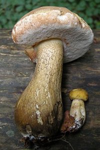 Tylopilus felleus  MykoGolfer