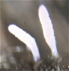 Typhula micans MykoGolfer