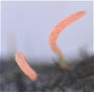 Typhula micans MykoGolfer