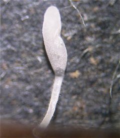 Typhula uncialis  MykoGolfer