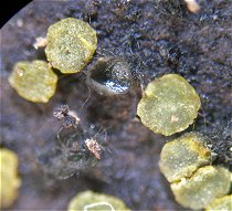 Unknown fungus MykoGolfer