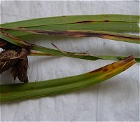 Uromyces lineolatus MykoGolfer