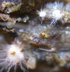 Volutella ciliata MykoGolfer
