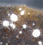 Volutella ciliata MykoGolfer