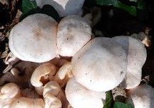 Volvariella caesiotincta MykoGolfer