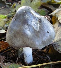 Volvariella gloiocephala © MykoGolfer