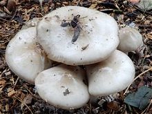 Volvariella speciosa  MykoGolfer