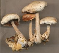 Volvariella surrecta MykoGolfer
