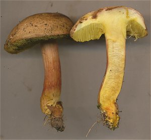 Xerocomellus-engelii MykoGolfer