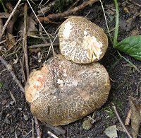 Xerocomellus porosporus MykoGolfer